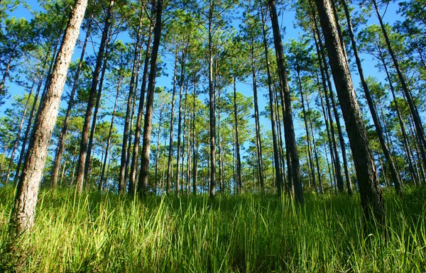 Linda paisagem do Vietnã, Dalat floresta de pinheiros — Fotografia de Stock