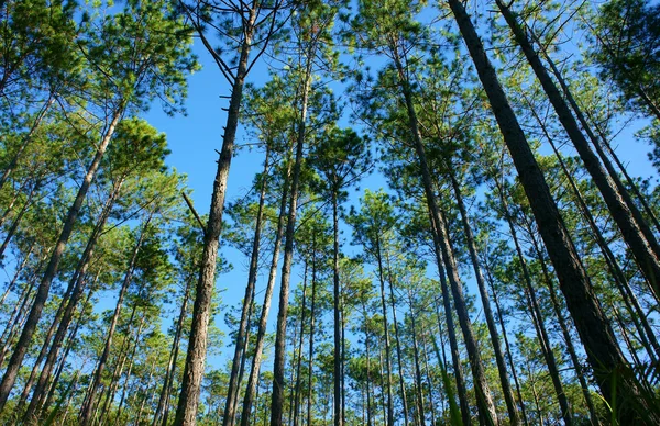 Beautiful Vietnam landscape, Dalat pine jungle — Stock Photo, Image