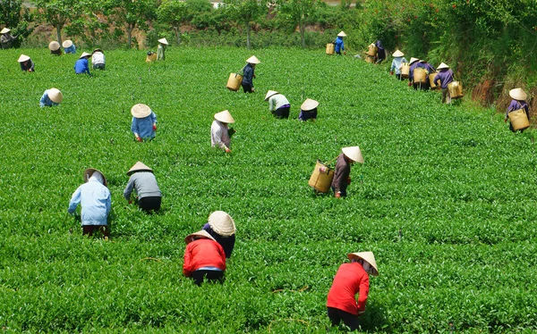 Толпа вьетнамских фермеров, собирающих чай на плантации — стоковое фото