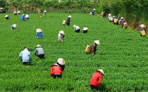 Crowd Vietnamese farmer tea picker  on plantation