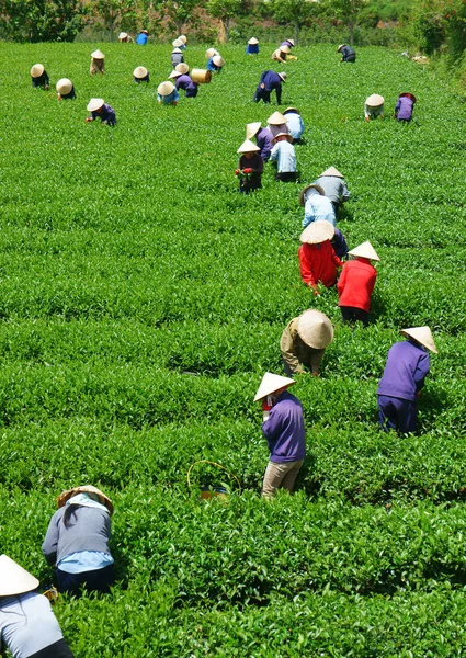 Толпа вьетнамских фермеров, собирающих чай на плантации — стоковое фото