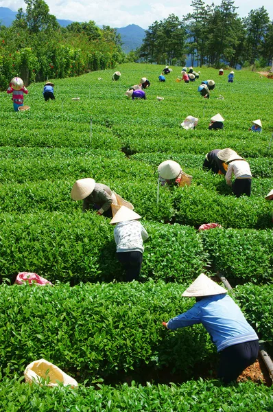 Multitud vietnamita recolector de té agricultor en la plantación — Foto de Stock