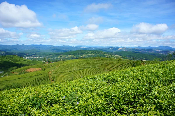 Lenyűgöző táj, dalat, vietnam, tea ültetvény — Stock Fotó