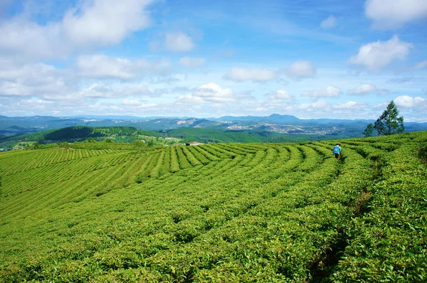 Impressive landscape, Dalat, Vietnam, tea plantation — Stock Photo, Image