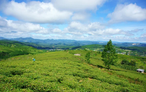 Впечатляющий пейзаж, Далат, Вьетнам, чайная плантация — стоковое фото