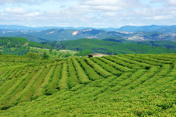 Impresionante paisaje, Dalat, Vietnam, plantación de té — Foto de Stock