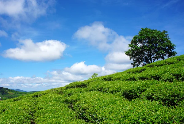 孤独な木、茶山、ダラット田舎 — ストック写真