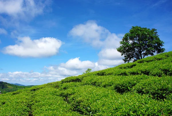 Ensamt träd, te hill, dalat landsbygden — Stockfoto