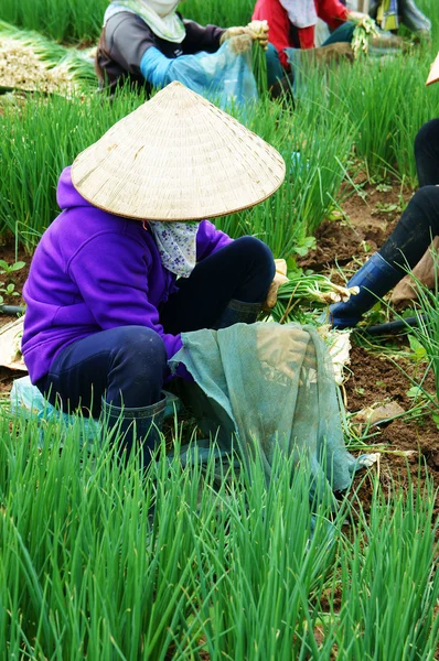 Agricoltore vietnamita raccolto fattoria cipolla Vietnam — Foto Stock