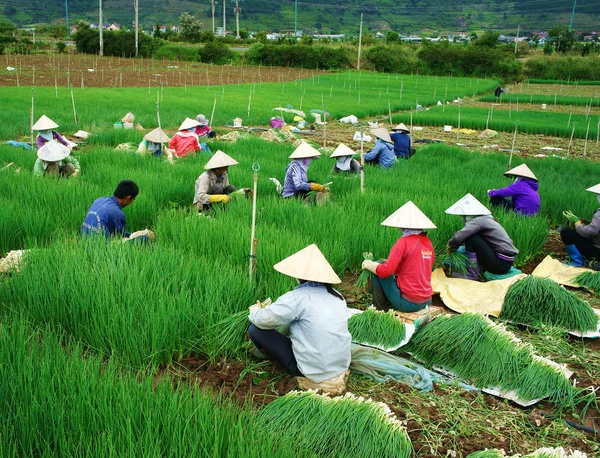 Agricultor vietnamita cosecha granja de cebolla Vietnam — Foto de Stock