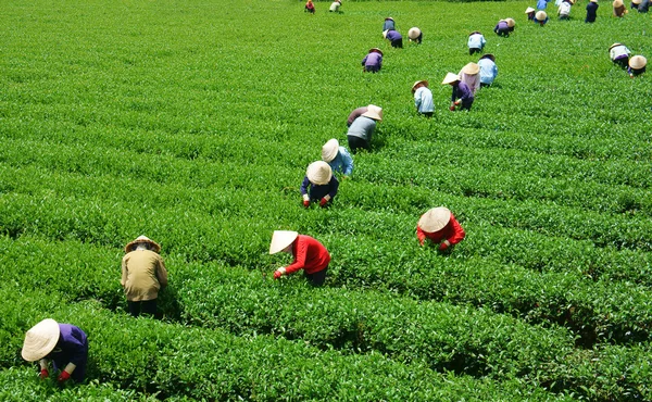 Dav vietnamských farmář čaj výběr na plantáži Royalty Free Stock Fotografie