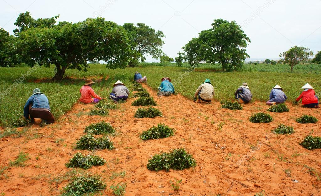 Group Asia farmer working harvest peanut