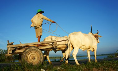 Amazing Vietnamese rural, Asian, cow wagon clipart