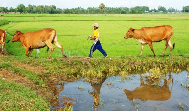 Asyalı çocuk işçiliğinin eğilimi inek, vietnam pirinç ekimi