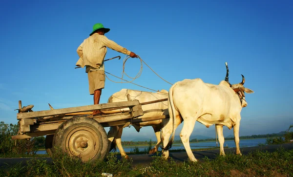 Csodálatos vietnami vidéki, ázsiai, tehén kocsi — Stock Fotó