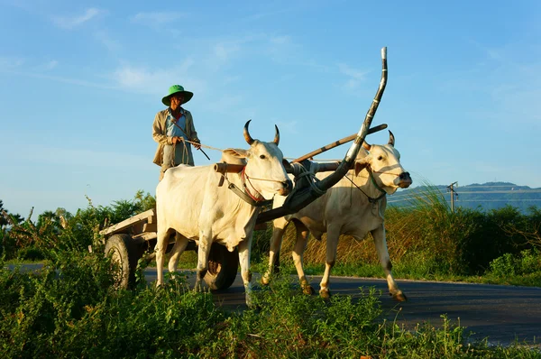 Amazing Vietnamese rural, Asian, cow wagon — Stock Photo, Image