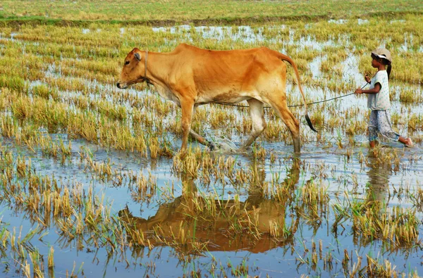 Asian child labor tend cow, Vietnam rice plantation — Stock Photo, Image