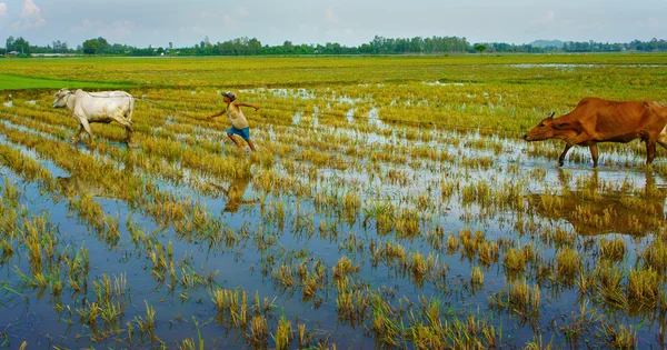 Asiatico lavoro minorile tendono mucca, Vietnam piantagione di riso — Foto Stock