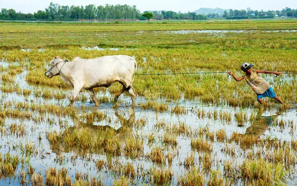 Asian child labor tend cow, Vietnam rice plantation — Stock Photo, Image