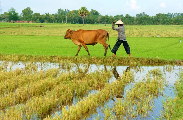 Agricoltore asiatico tendono mucca su piantagione di riso — Foto Stock