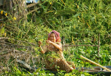 Vietnamca dien dien çiçek, sesbania sesban al