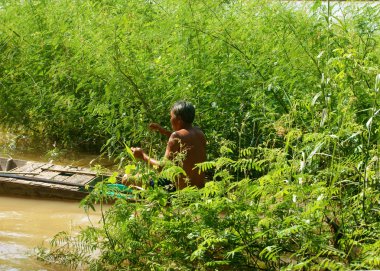 Vietnamca dien dien çiçek, sesbania sesban al