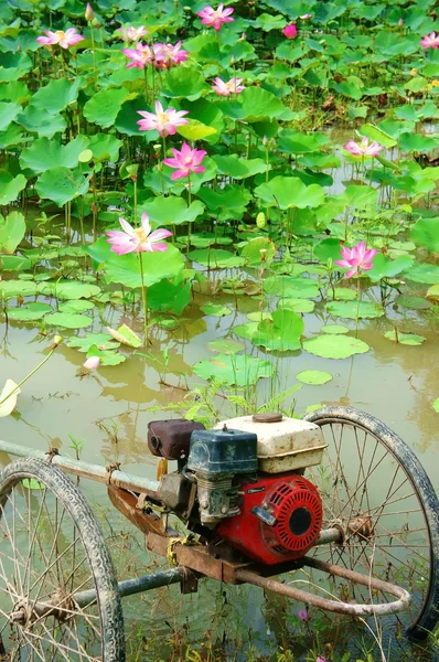 Lotus pond, Vietnam flowers — Stok Foto