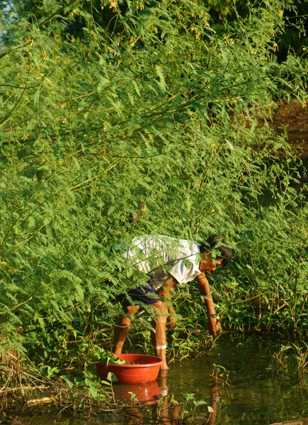 Vietnamesische pflücken dien dien dien flower, sesbania sesban — Stockfoto