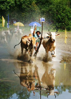 Aktivite spor, Vietnamca çiftçi, inek yarış