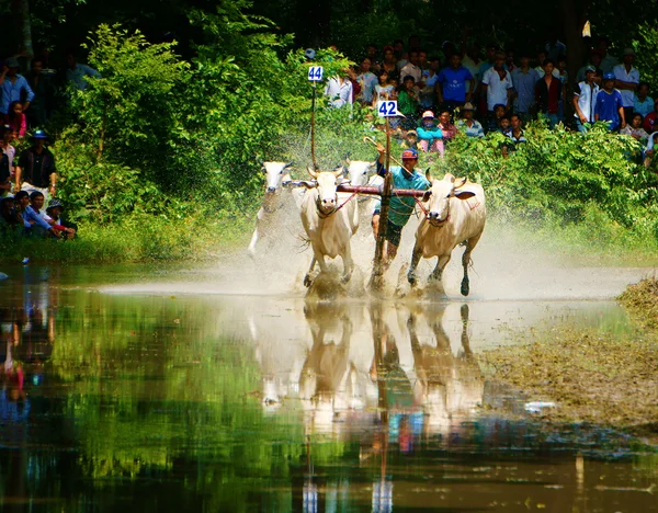 Activity sport, Vietnamese farmer, cow race — Stock Photo, Image