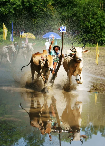 Activity sport, Vietnamese farmer, cow race — Stock Photo, Image
