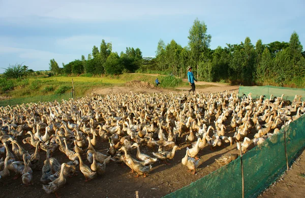 Agricoltore asiatico, gregge di anatre, villaggio vietnamita — Foto Stock