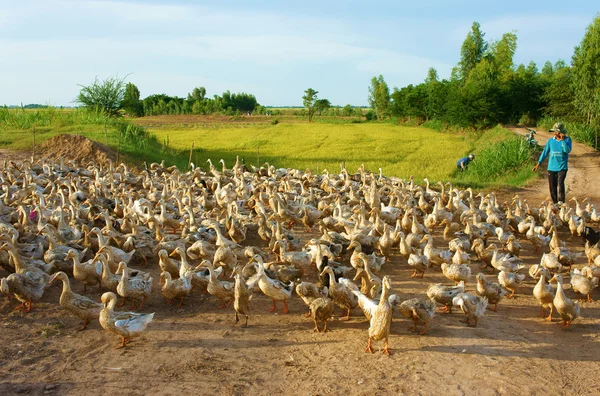 Aziatische boer, kudde van eend, Vietnamese dorp — Stockfoto