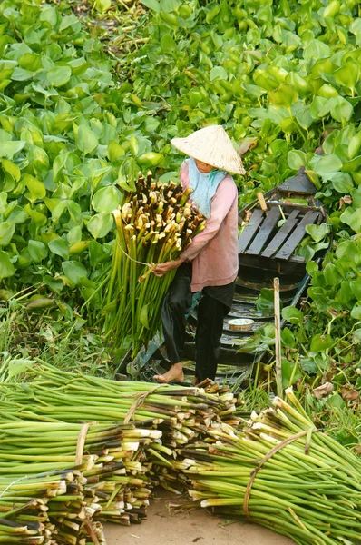 Asiatique agriculteur récolte eau hyacith — Photo