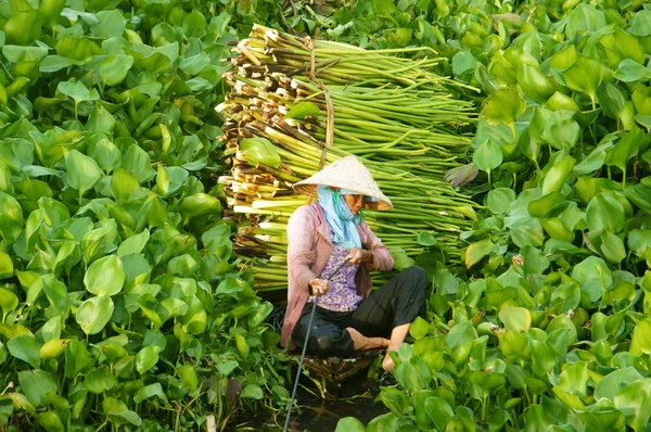 Agricultor asiático colheita de água hyacith — Fotografia de Stock