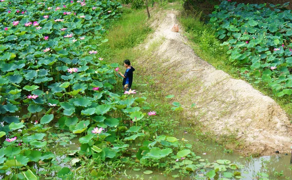 Contadino asiatico raccolta fiore di loto, flora stagno — Foto Stock