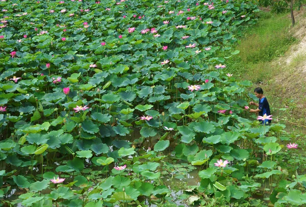 Asiatiska bonde plockning lotusblomma, flora damm — Stockfoto