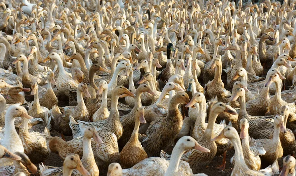 Hejno bílých kachna — Stock fotografie