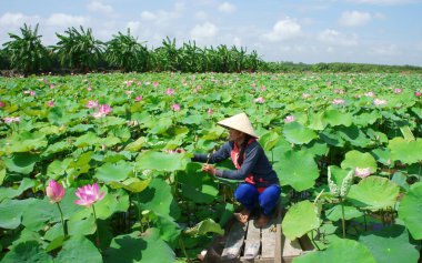 Vietnamca Köyü, satır tekne, lotus çiçeği, lotus gölet