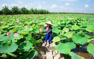 Vietnamca Köyü, satır tekne, lotus çiçeği, lotus gölet