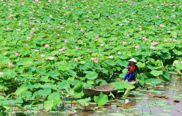 Villaggio vietnamita, barca a remi, fiore di loto, stagno di loto — Foto Stock