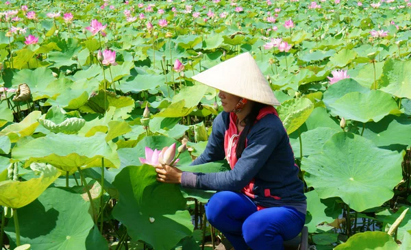 Pueblo vietnamita, bote de remos, flor de loto, estanque de loto — Foto de Stock