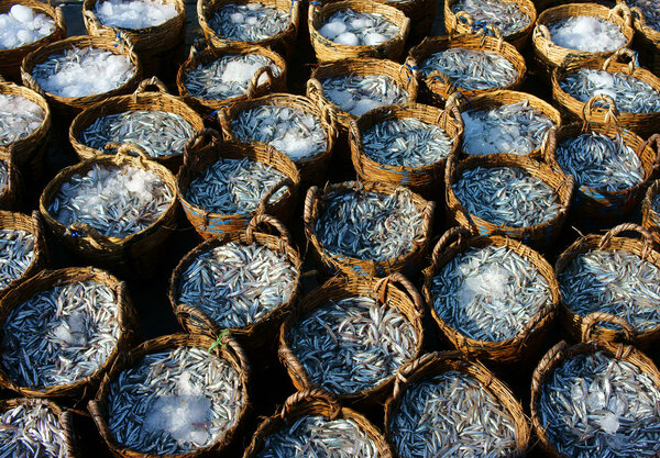  anchovy basket, material for fish sauce