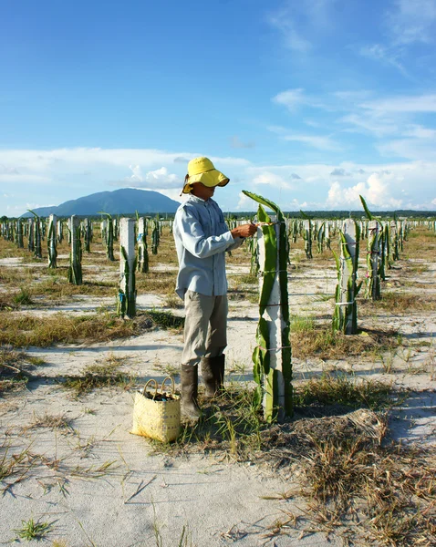 Agricultor asiático, granja agrícola, fruta del dragón — Foto de Stock