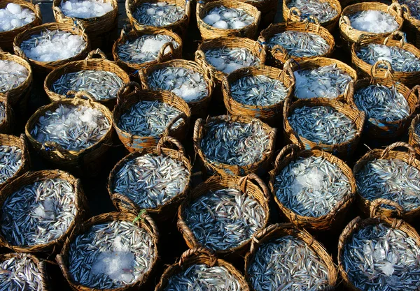 Cesta de anchoa, material para salsa de pescado — Foto de Stock