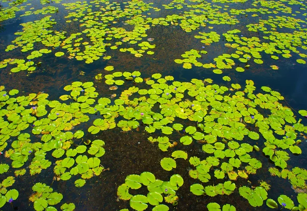 Beautiful Vietnam lake, amazing water lilly — Stock Photo, Image