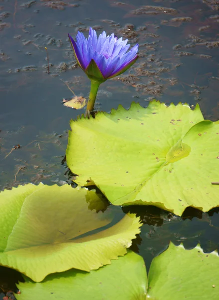 Βιετναμέζικα-λουλούδι, όμορφη waterlilly — Φωτογραφία Αρχείου