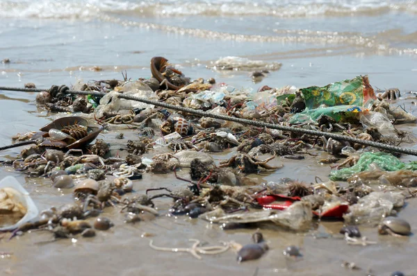 Déchets de ressources naturelles, source de fruits de mer — Photo