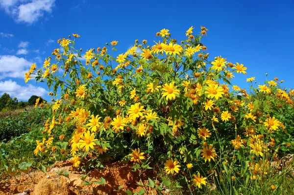 Da quy floare, floarea-soarelui sălbatic — Fotografie, imagine de stoc