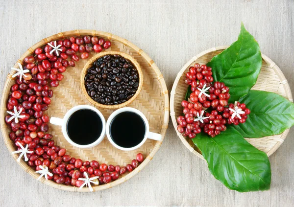 Recogida de café, frijol, taza de café, hoja, flor —  Fotos de Stock